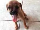 Cachorro raça Indefinida  idade 2 a 6 meses nome Lila