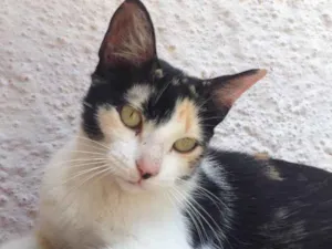 Gato raça Srd idade 7 a 11 meses nome Thainá 