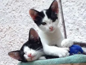 Gato raça Srd idade Abaixo de 2 meses nome Cléo e Caco