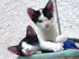 Cléo e Caco