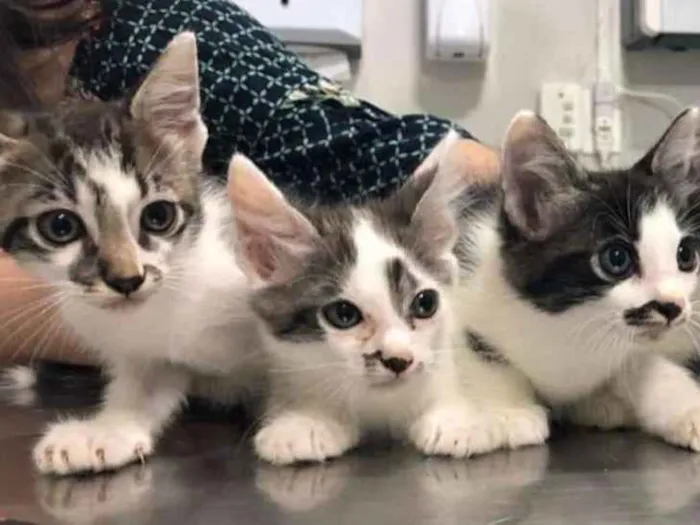 Gato ra a sem raça definida idade Abaixo de 2 meses nome vários