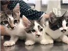 Gato raça sem raça definida idade Abaixo de 2 meses nome vários