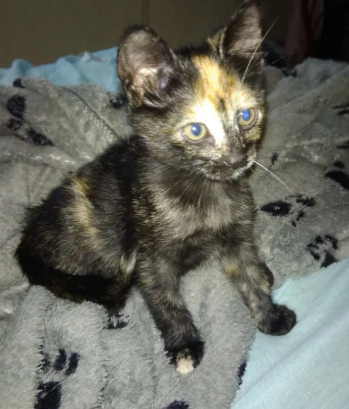 Gato ra a Srd idade 2 a 6 meses nome Pantera