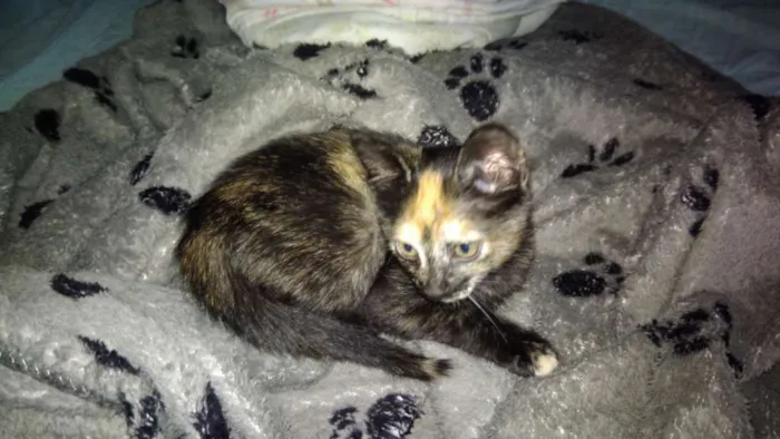 Gato ra a Srd idade 2 a 6 meses nome Pantera