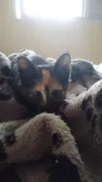 Pantera