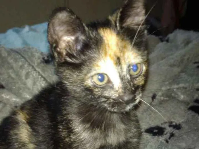 Gato ra a Srd idade 2 a 6 meses nome Pantera