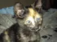 Pantera