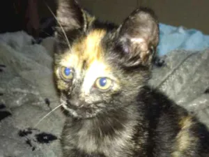Gato raça Srd idade 2 a 6 meses nome Pantera