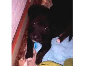 Cachorro raça Labrador com vira lata idade 2 a 6 meses nome Meg