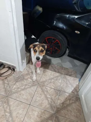 Cachorro raça Fox paulistinha idade 1 ano nome Billy