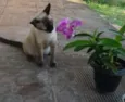 Jasmine