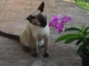 Gato raça Não específica  idade 1 ano nome Jasmine