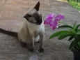 Jasmine