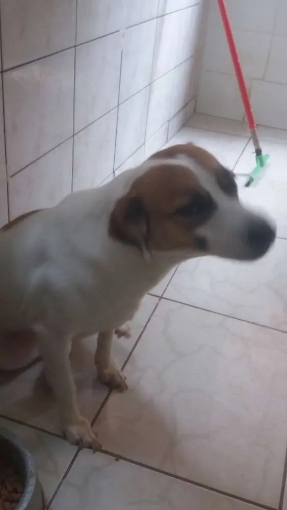 Cachorro ra a SRD idade 2 anos nome Lulu