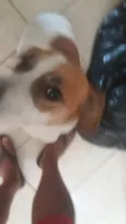 Lulu