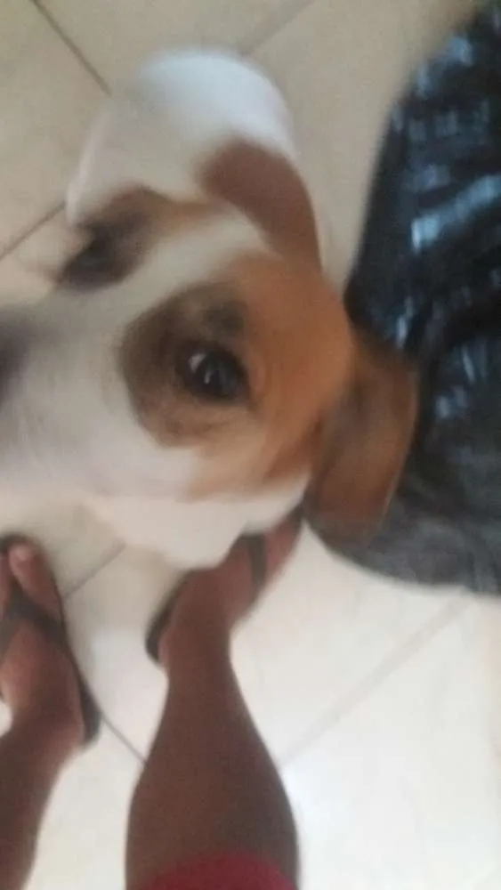 Cachorro ra a SRD idade 2 anos nome Lulu