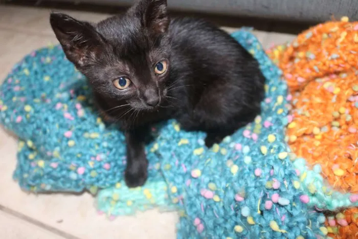 Gato ra a sem raça idade Abaixo de 2 meses nome nao tem nome