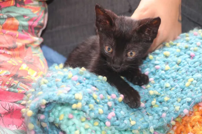 Gato ra a sem raça idade Abaixo de 2 meses nome nao tem nome