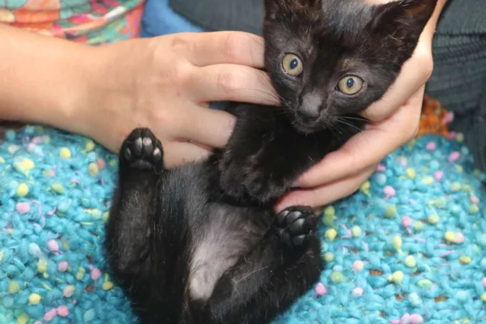 Gato ra a sem raça idade Abaixo de 2 meses nome nao tem nome