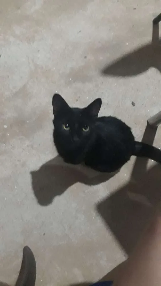 Gato ra a Sem raça idade 7 a 11 meses nome Loki