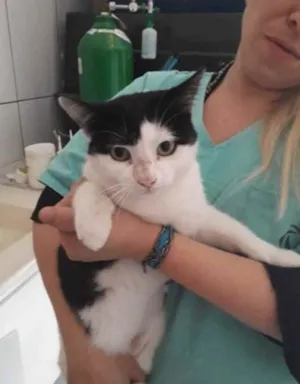 Gato raça SRD idade 1 ano nome Nala