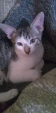 Mininha