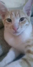 Caramelinho