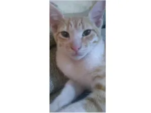 Gato raça  idade 2 a 6 meses nome Caramelinho