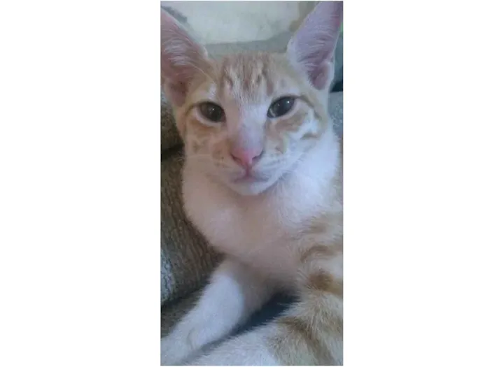 Gato ra a  idade 2 a 6 meses nome Caramelinho