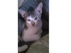 Gato raça  idade 2 a 6 meses nome Mininha