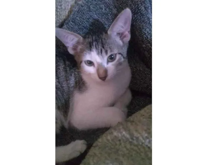 Gato ra a  idade 2 a 6 meses nome Mininha