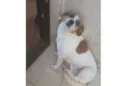 Lulu