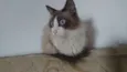 Dengoso