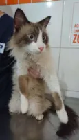 Dengoso
