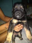 Babi,Rubi,Lola,Mel