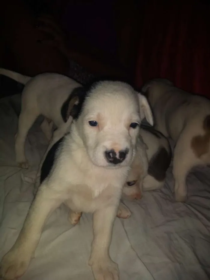 Cachorro ra a Viralata com akita-nu  idade Abaixo de 2 meses nome Babi,Rubi,Lola,Mel