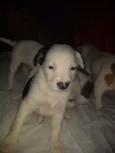 Babi,Rubi,Lola,Mel