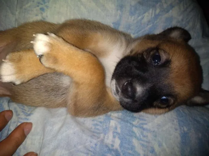 Cachorro ra a Viralata com akita-nu  idade Abaixo de 2 meses nome Babi,Rubi,Lola,Mel