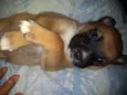 Babi,Rubi,Lola,Mel