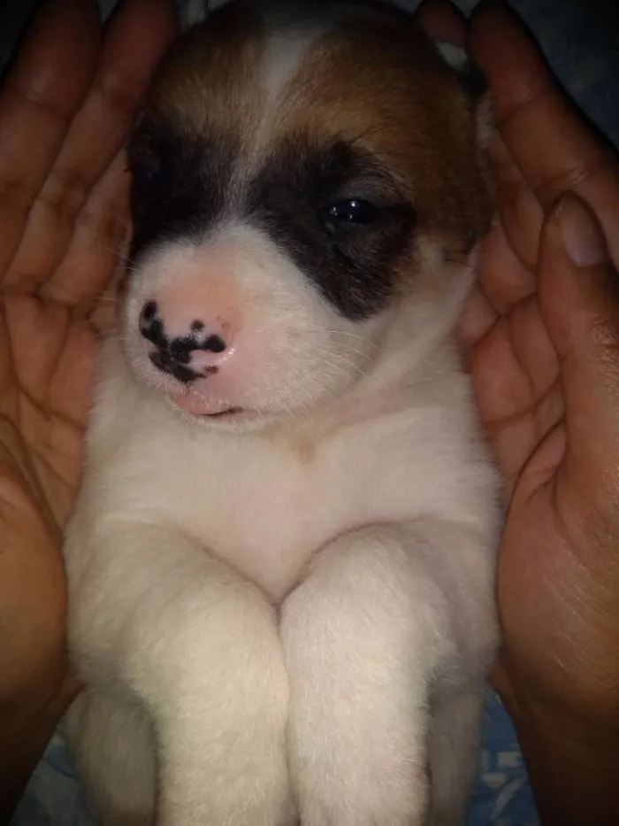 Cachorro ra a Viralata com akita-nu  idade Abaixo de 2 meses nome Babi,Rubi,Lola,Mel