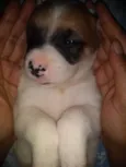 Babi,Rubi,Lola,Mel