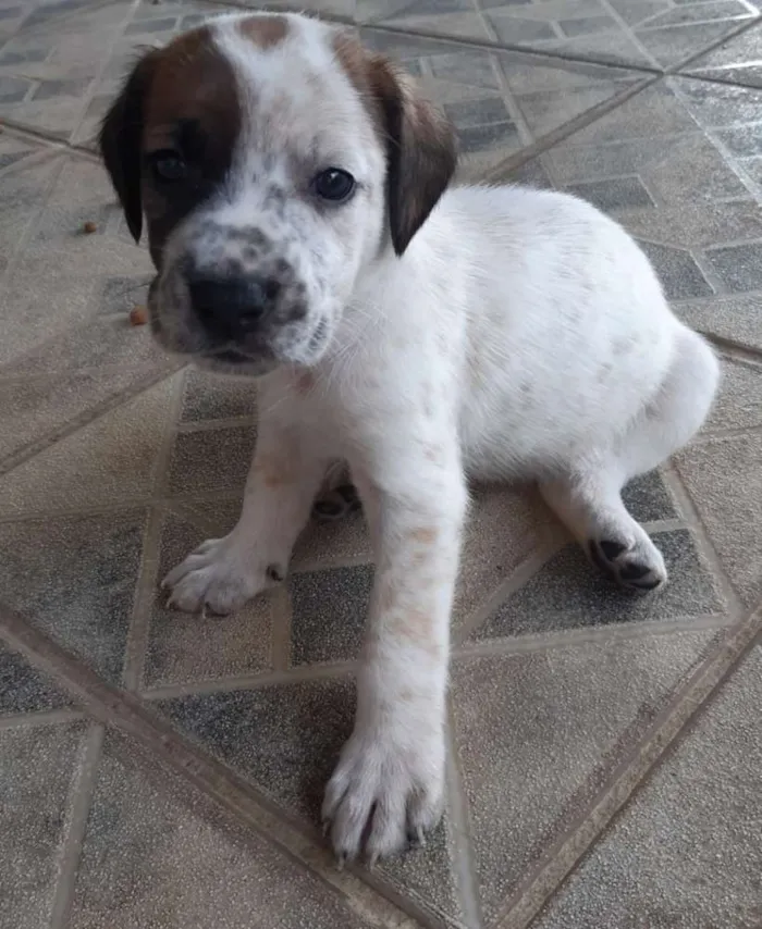 Cachorro raça SRD idade 2 a 6 meses nome A definir
