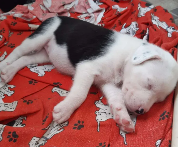 Cachorro raça SRD idade 2 a 6 meses nome A definir