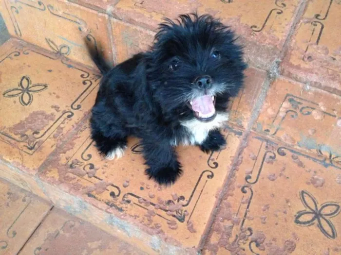 Cachorro raça Mistura de vira-lata com lhasa idade 2 a 6 meses nome Sorriso Francisco Meg