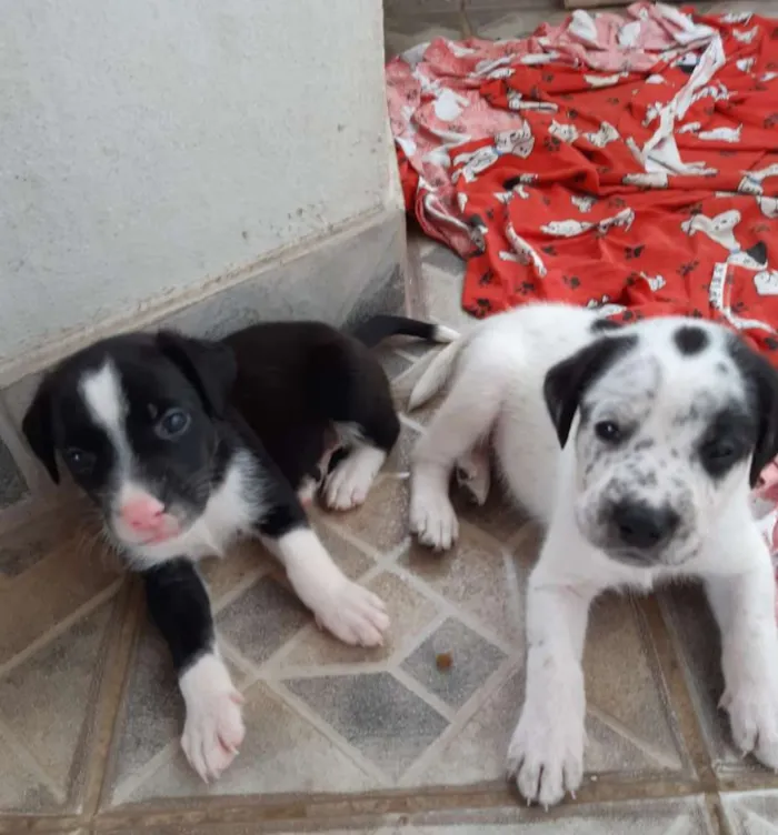 Cachorro raça SRD idade 2 a 6 meses nome A definir