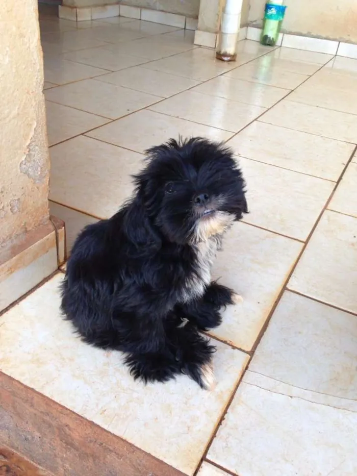 Cachorro raça Mistura de vira-lata com lhasa idade 2 a 6 meses nome Sorriso Francisco Meg