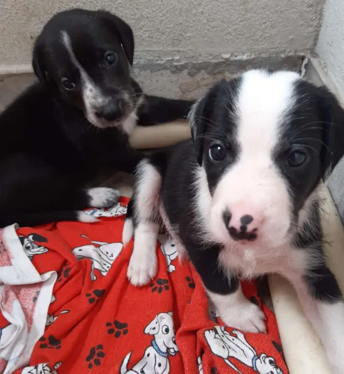 Cachorro raça SRD idade 2 a 6 meses nome A definir