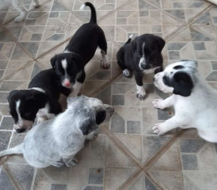 Cachorro raça SRD idade 2 a 6 meses nome A definir