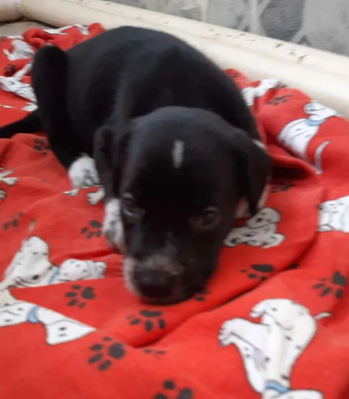 Cachorro raça SRD idade 2 a 6 meses nome A definir