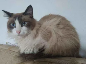 Gato raça Ragdoll idade 1 ano nome Dengoso
